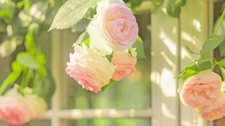 W10系统怎么下载WPS软件?全流程离线+在线安装详细攻略 二