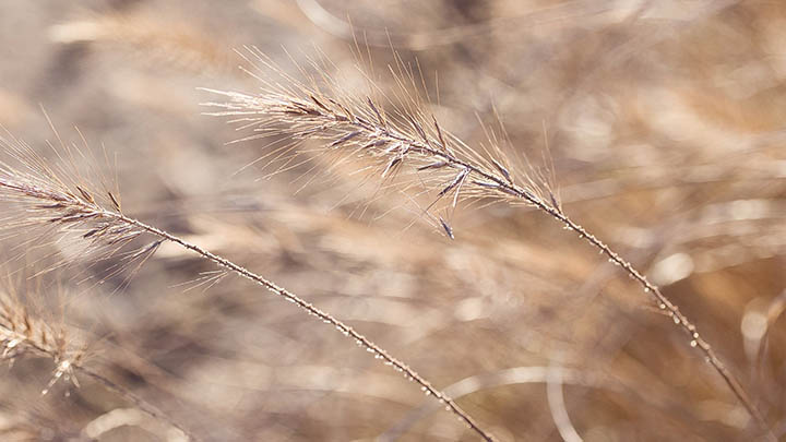 WPS如何下载？2016版获取指南 二