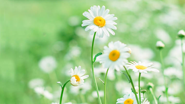 WPS程序下载指南:快速获取2025年最新版适用于Windows/Mac 二