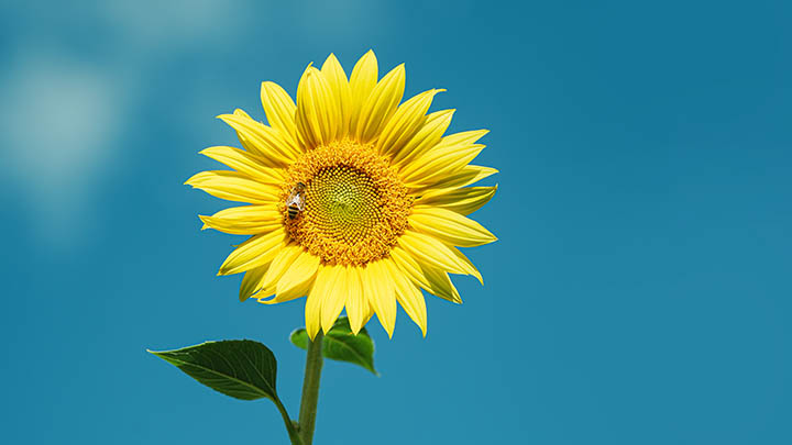 WPS2007下载：官网快速指南 二