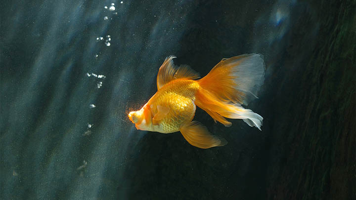 WPS壁纸怎么下载?超详细图文教程快速解决 二