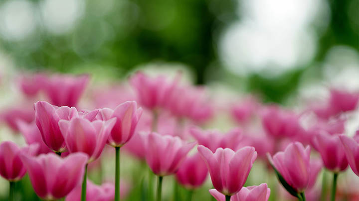 如何快速重新安装WPS？完整教程解析 二