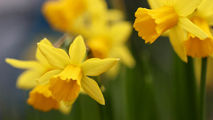 WPS旧版下载教程+完整资源地址 二