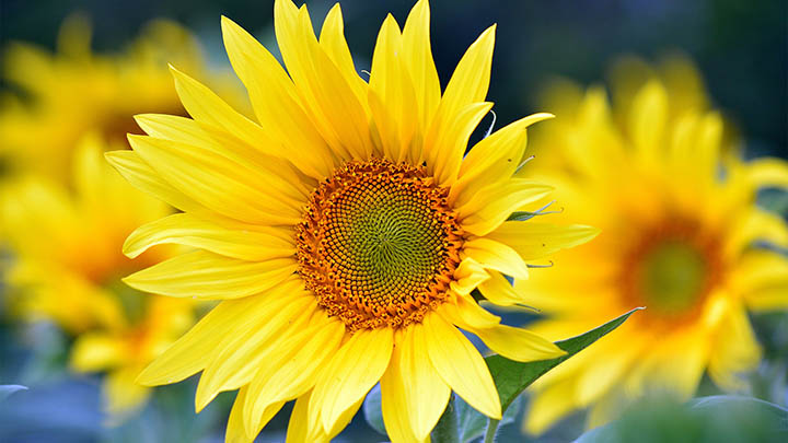 外国版WPS怎么下载？完整教程全解 二