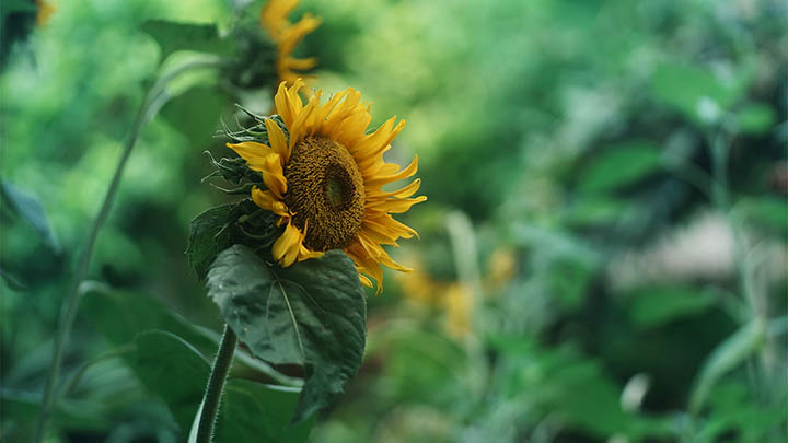 WPS如何下载免费?官网教程2025最新指南 二