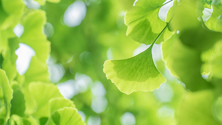 WPS软件下载全攻略!多版本选择+极速安装包使用指南 二