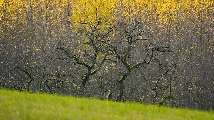 WPS PDF下载：如何快速获取官方正版安装包 二