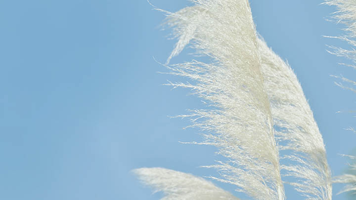 如何免费下载WPS？全部版本快速获取攻略 二