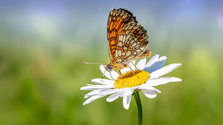 WPS如何下载全文：2025年最强教程指南 二