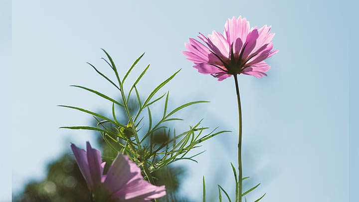 如何下载WPS原文?官方指南解析 二