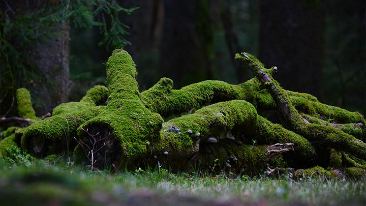 国外如何下载WPS？3分钟获取官方资源 二