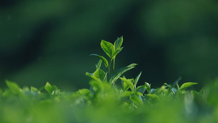 旧版WPS下载:官网快速教程解读 二