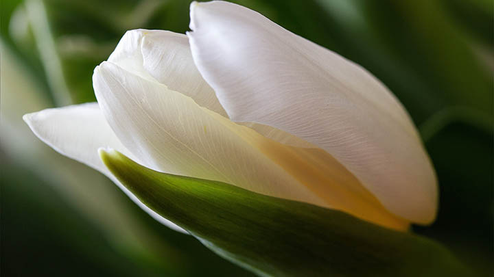 WPS鸿蒙怎么下载指南? 二