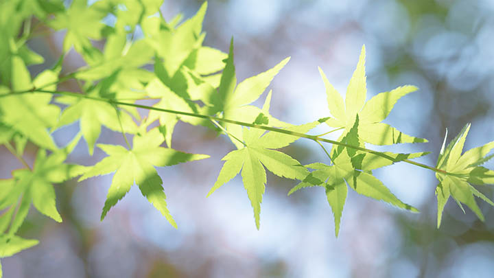 卸载教程:如何一步步删除掉WPS 二